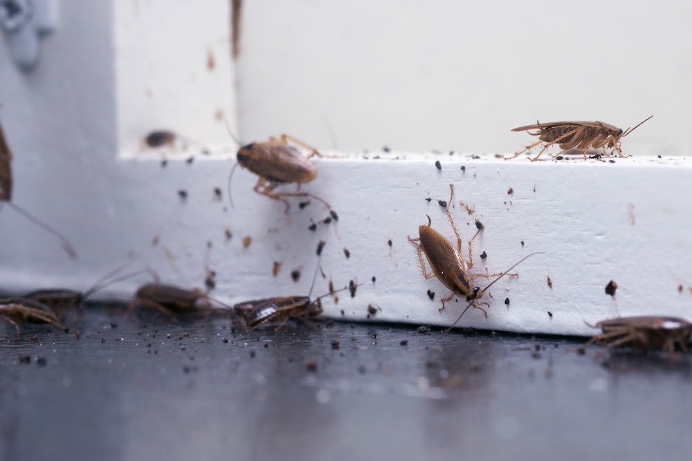 EcoShield Pest Solutions