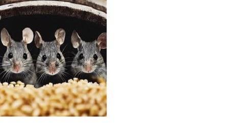 Ratman Rodent & Wildlife Removal