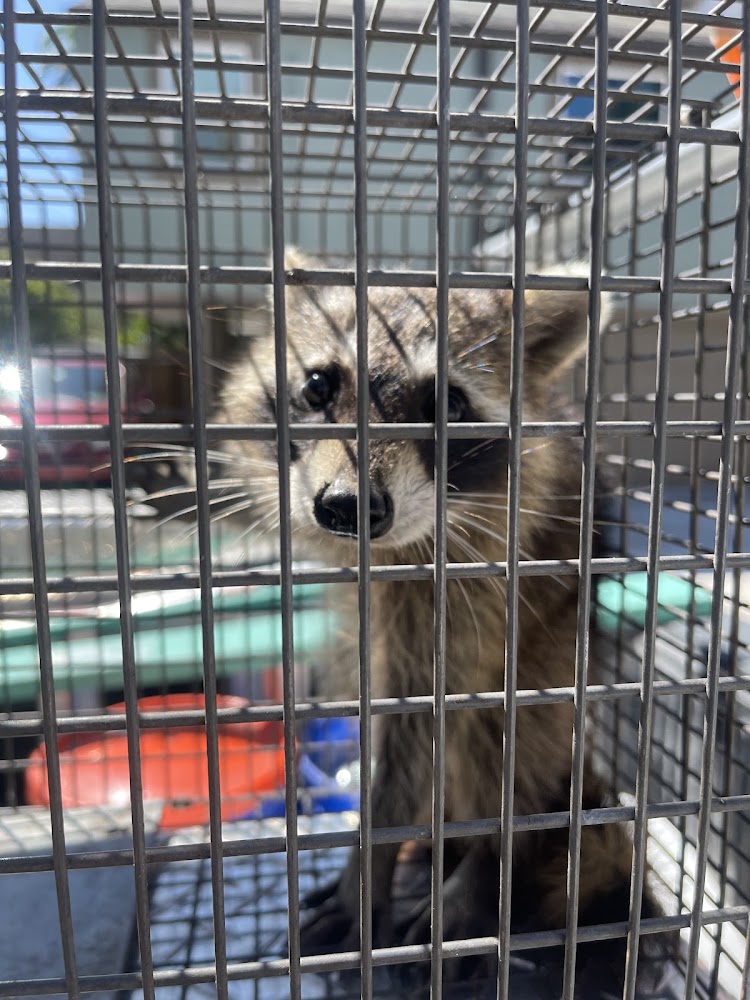 Sully’s Rodent Remediation & Wildlife Control