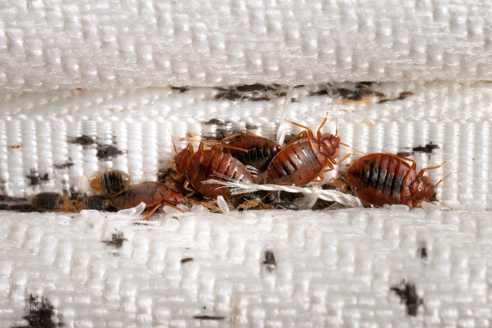 Mice Guys Pest Experts