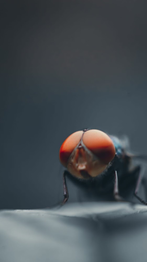 PEST DAILY LLC